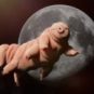 Les tardigrades survivent sur la Lune // Source : Canva Les tardigrades survivent sur la Lune // Source : Canva