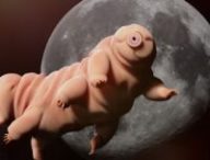 Les tardigrades survivent sur la Lune // Source : Canva