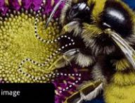 Ici, un collier avec des diamants sert de référence. Il est transposé sur une abeille. // Source : Adobe