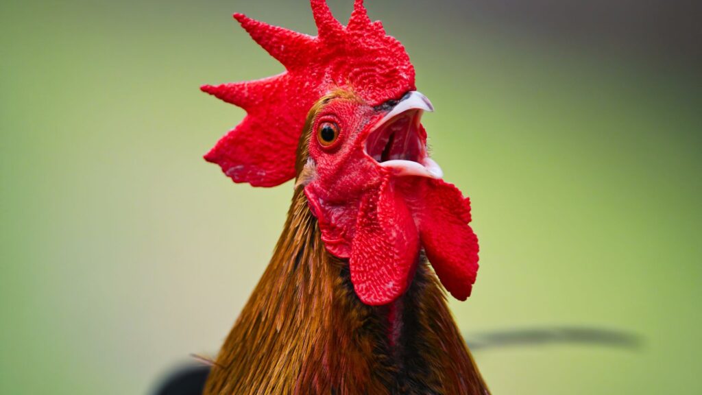 cocorico coq cocorico coq