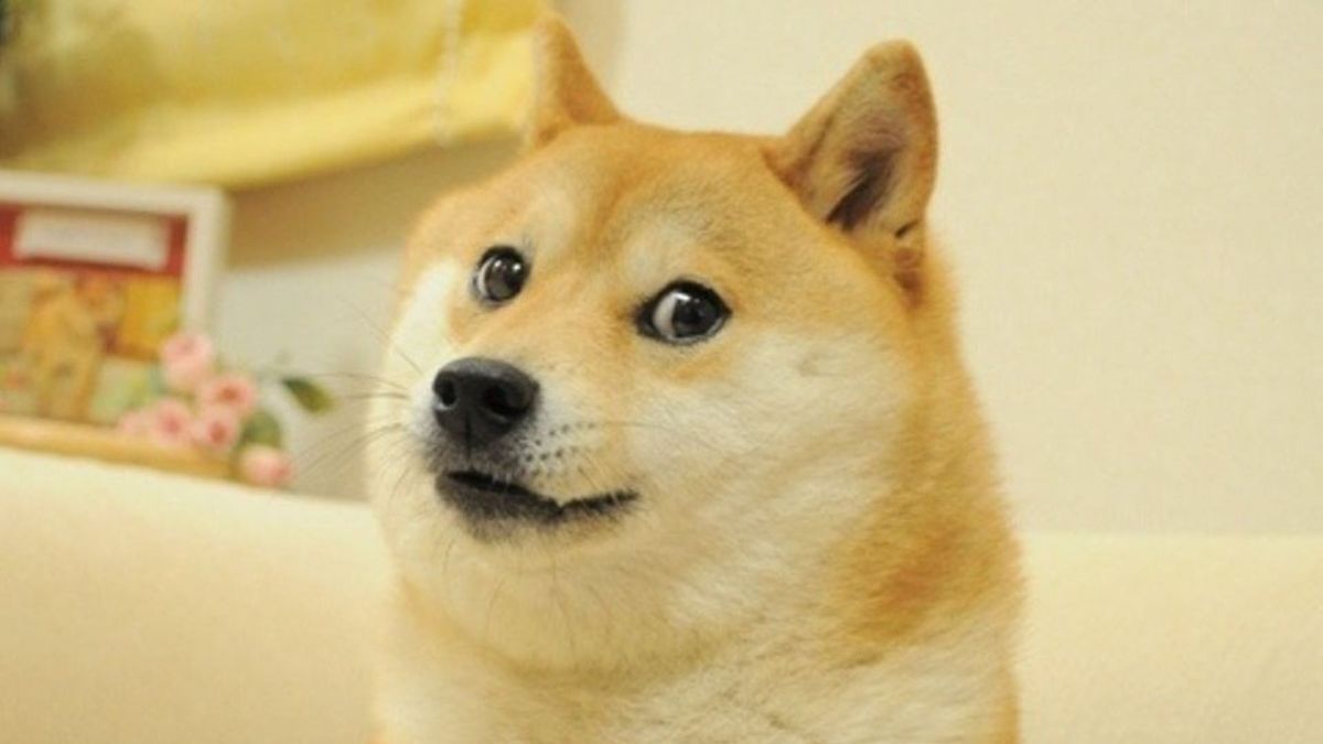 Kabosu , le chine qui a inspiré le mème Doge, est mort // Source : Know your meme Kabosu , le chine qui a inspiré le mème Doge, est mort // Source : Know your meme