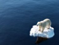 Un ours // Source : Canva