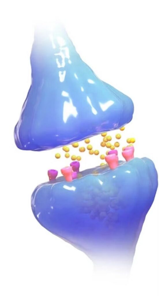synapse