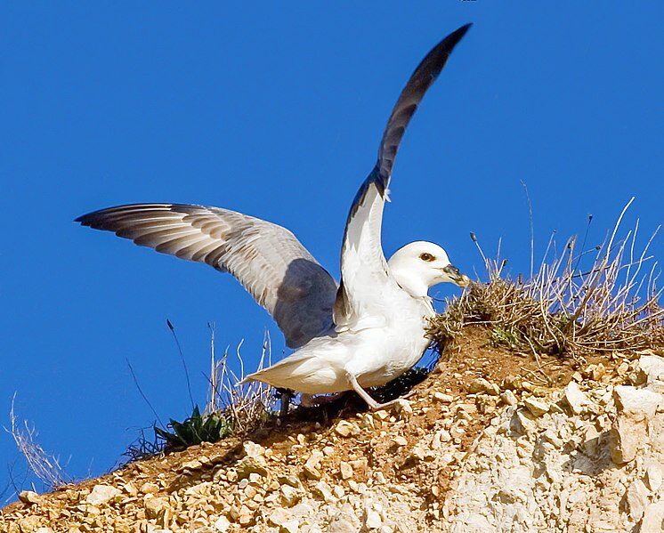 fulmar photo fulmar photo