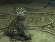 Les familiers dans Diablo IV // Source : Capture PS5 Les familiers dans Diablo IV // Source : Capture PS5