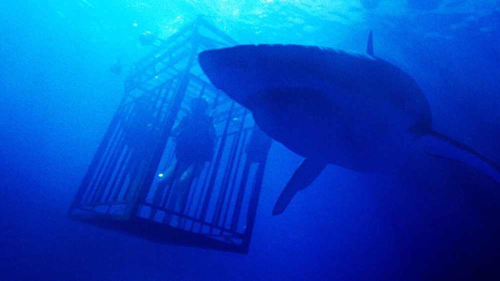 47 Meters Down // Source : Wild Side Films 47 Meters Down // Source : Wild Side Films