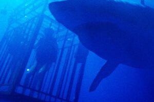47 Meters Down // Source : Wild Side Films