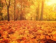 Automne. // Source : Canva Automne. // Source : Canva