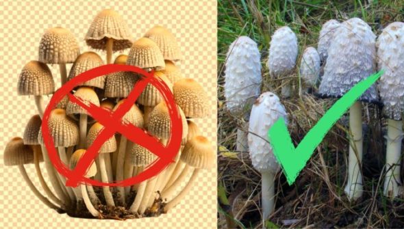 Google a affiché une image de champignons erronée et générée par IA. // Source : Freepik / Wikimedia Commons