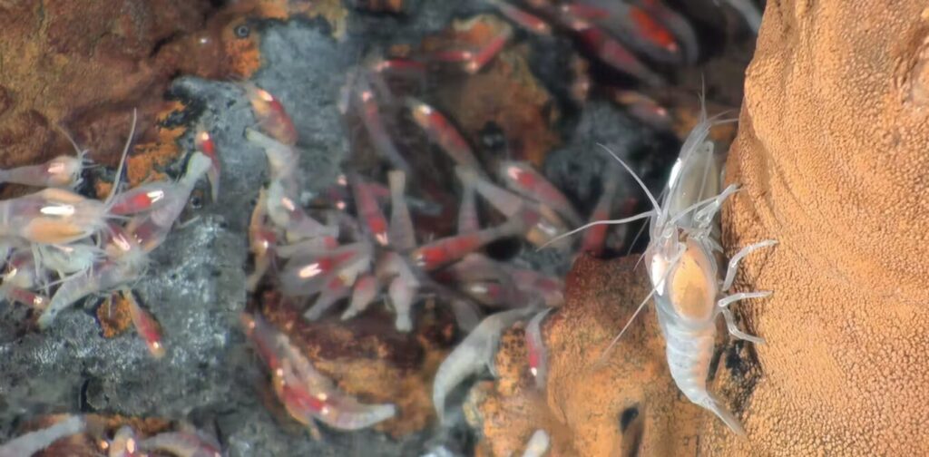 Des crevettes Rimicaris exoculat. // Source : Marie-Anne Cambon Des crevettes Rimicaris exoculat. // Source : Marie-Anne Cambon