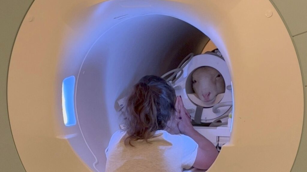 Un mouton dans la machine d’IRM. Un mouton dans la machine d’IRM.