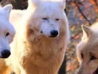 Source : Wolf Laughing Meme Source : Wolf Laughing Meme