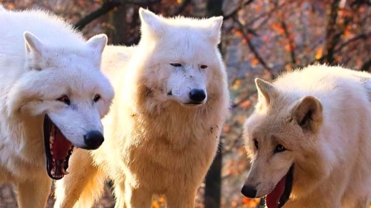 Source : Wolf Laughing Meme Source : Wolf Laughing Meme