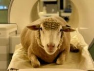 Un mouton dans un IRM. // Source : Camille Pluchot Un mouton dans un IRM. // Source : Camille Pluchot