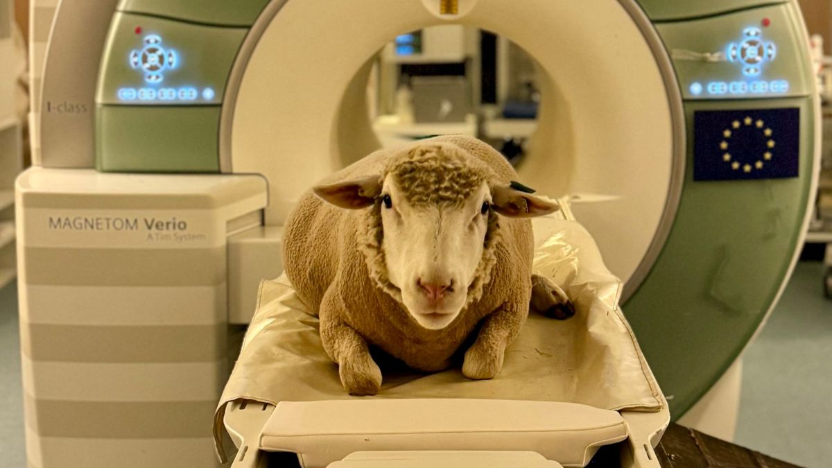 Un mouton dans un IRM. // Source : Camille Pluchot Un mouton dans un IRM. // Source : Camille Pluchot
