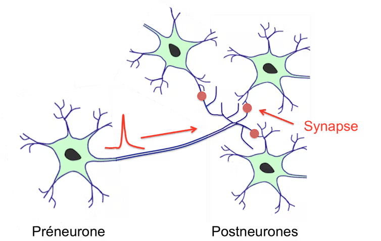 neurones neurones