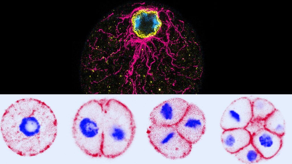 Cet organisme unicellulaire est un cousin des animaux. Il est né il y a plus d'un milliard d'années. // Source : Dudin, UNIGE Cet organisme unicellulaire est un cousin des animaux. Il est né il y a plus d'un milliard d'années. // Source : Dudin, UNIGE