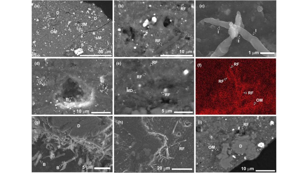 L'échantillon observé par les scientifiques, contenant des micro-organismes. // Source : Meteoritics & Planetary Science L'échantillon observé par les scientifiques, contenant des micro-organismes. // Source : Meteoritics & Planetary Science