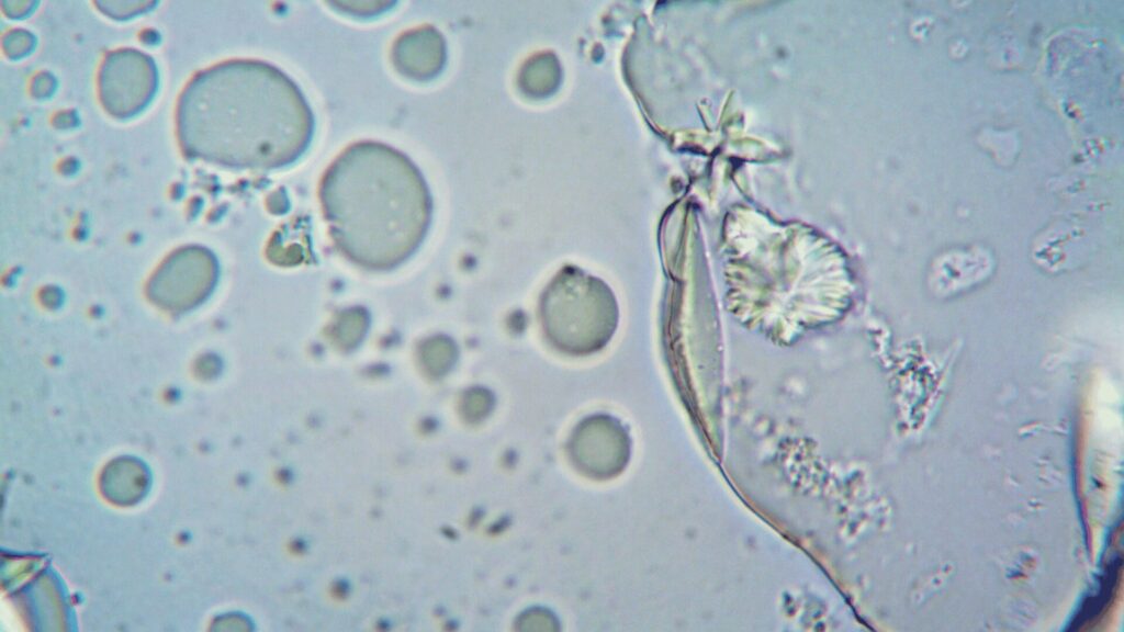 Vue microscopique d'une cellule // Source : Pexel /Libre d'utilisation Vue microscopique d'une cellule // Source : Pexel /Libre d'utilisation