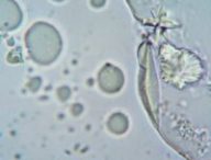 Vue microscopique d'une cellule // Source : Pexel /Libre d'utilisation Vue microscopique d'une cellule // Source : Pexel /Libre d'utilisation