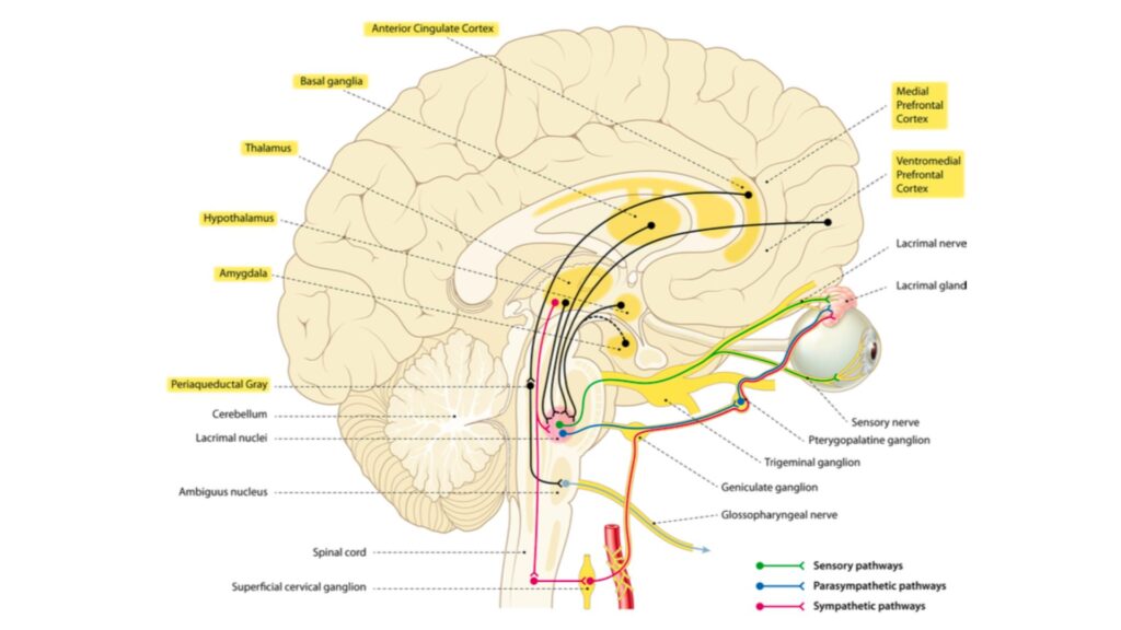 Schéma anatomique de l'innervation neuronale de la glande lacrymale et des structures neurobiologiques impliquées dans les pleurs émotionnels vocaux. // Source : The neurobiology of crying : Lauren M. Bylsma, Asmir Gračanin, Ad J. J. M. Vingerhoets Schéma anatomique de l'innervation neuronale de la glande lacrymale et des structures neurobiologiques impliquées dans les pleurs émotionnels vocaux. // Source : The neurobiology of crying : Lauren M. Bylsma, Asmir Gračanin, Ad J. J. M. Vingerhoets