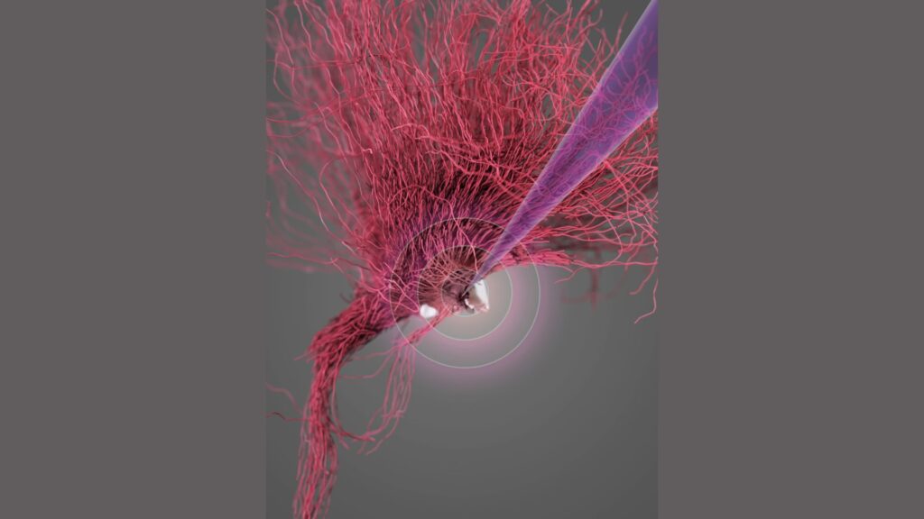 Une représentation visuelle de la stimulation cérébrale profonde de l'hypothalamus latéral dans l'étude par . NeuroRestore à l'EPFL // Source : NeuroRestore / EPFL 2024