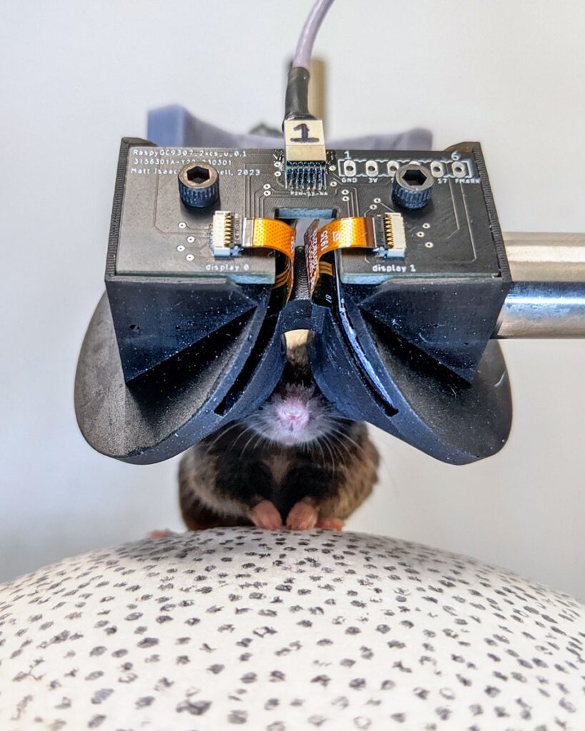 L'objectif est d'améliorer l'immersion pour mieux étudier l'activité neuronale des souris atteintes d'Alzheimer. // Source : Cornell University L'objectif est d'améliorer l'immersion pour mieux étudier l'activité neuronale des souris atteintes d'Alzheimer. // Source : Cornell University