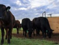 Des bœufs paissent dans un ranch à Dillon, dans le Montana. La machine à proximité libère un supplément d'algues tout en mesurant les émissions de méthane du bétail. // Source : Paulo de Méo Filho / UC Davis Des bœufs paissent dans un ranch à Dillon, dans le Montana. La machine à proximité libère un supplément d'algues tout en mesurant les émissions de méthane du bétail. // Source : Paulo de Méo Filho / UC Davis