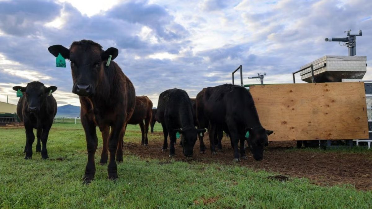 Des bœufs paissent dans un ranch à Dillon, dans le Montana. La machine à proximité libère un supplément d'algues tout en mesurant les émissions de méthane du bétail. // Source : Paulo de Méo Filho / UC Davis Des bœufs paissent dans un ranch à Dillon, dans le Montana. La machine à proximité libère un supplément d'algues tout en mesurant les émissions de méthane du bétail. // Source : Paulo de Méo Filho / UC Davis