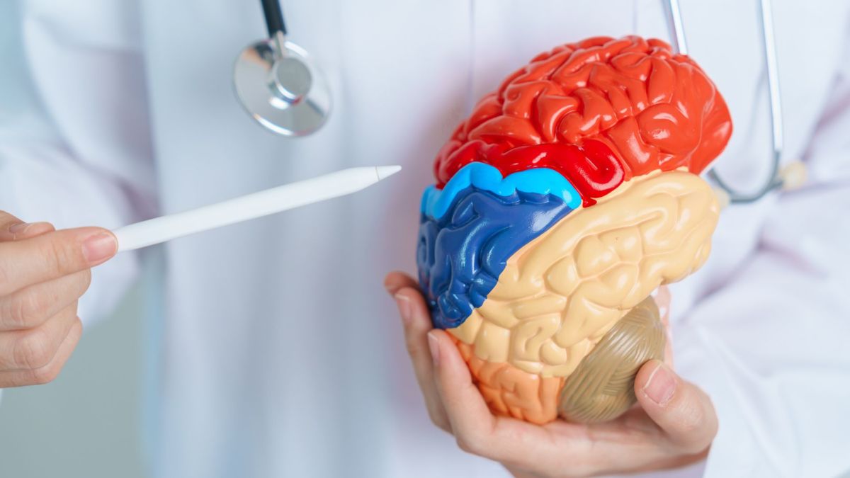 Cerveau. // Source : Envato (image recadrée) Cerveau. // Source : Envato (image recadrée)