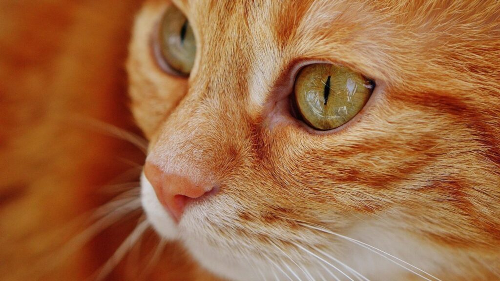 Chat roux // Source : Pixabay- Alexas_fotos Chat roux // Source : Pixabay- Alexas_fotos