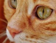 Chat roux // Source : Pixabay- Alexas_fotos Chat roux // Source : Pixabay- Alexas_fotos