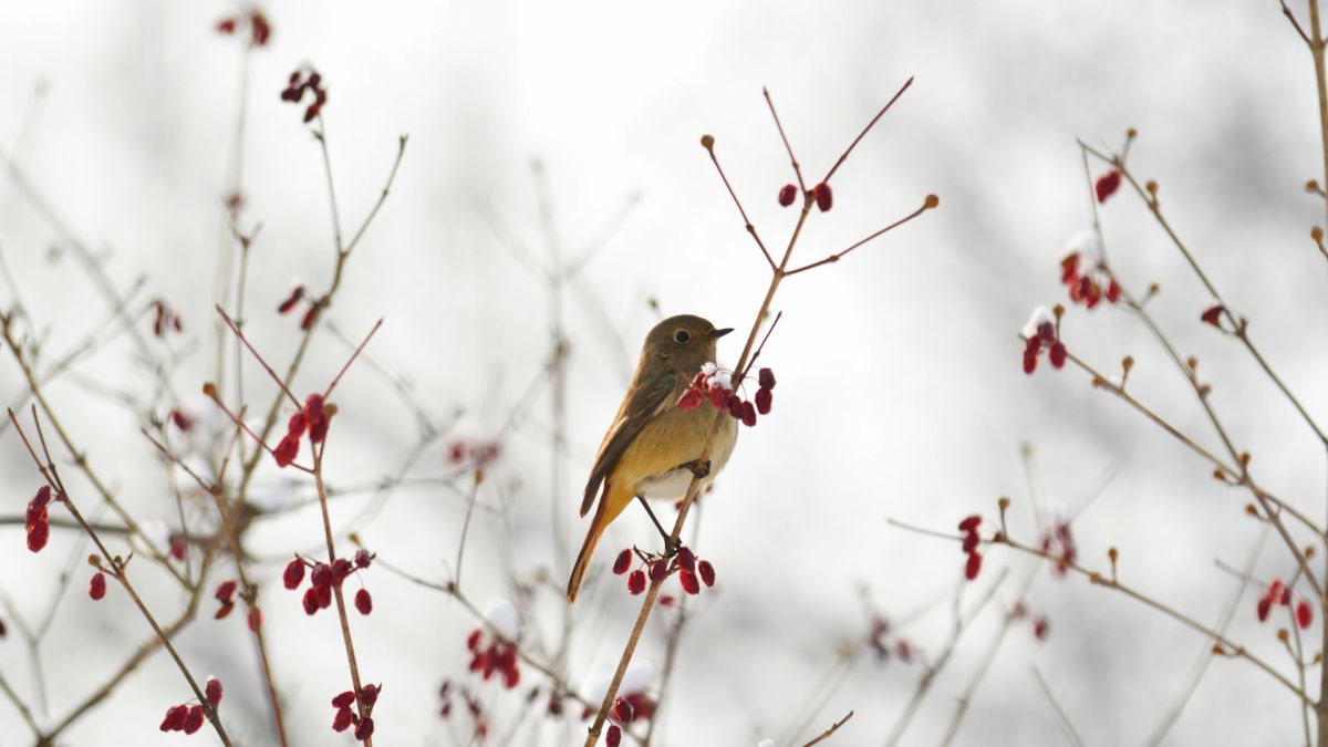 Un oiseau dans la neige. // Source : Canva