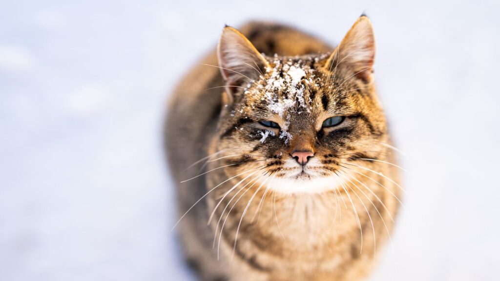 Un chat ravi qu'il neige. // Source : Canva Un chat ravi qu'il neige. // Source : Canva