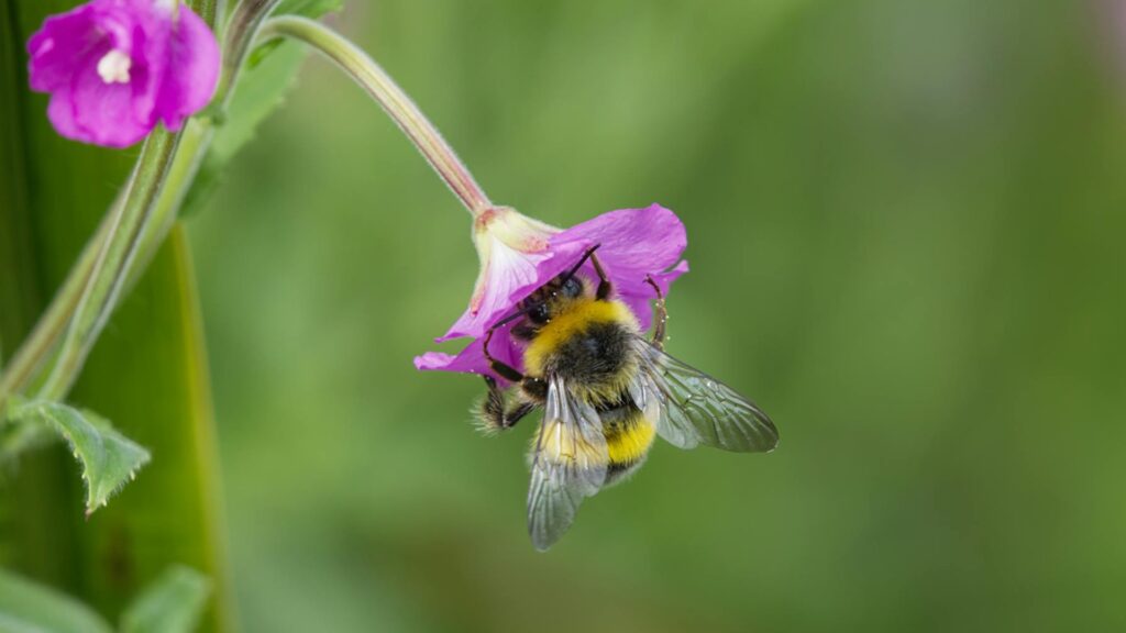Une abeille // Source : Pexels Une abeille // Source : Pexels