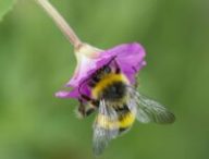 Une abeille // Source : Pexels Une abeille // Source : Pexels