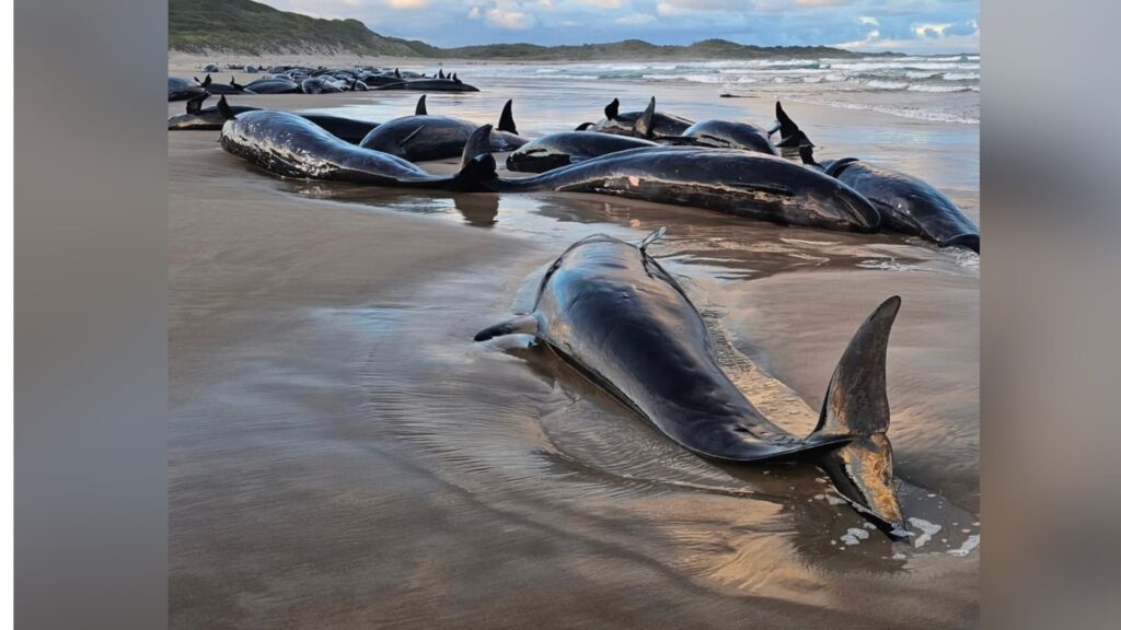 Dauphins échoués en Tasmanie // Source : Jocelyn Flint/ Mengha's back paddock Dauphins échoués en Tasmanie // Source : Jocelyn Flint/ Mengha's back paddock