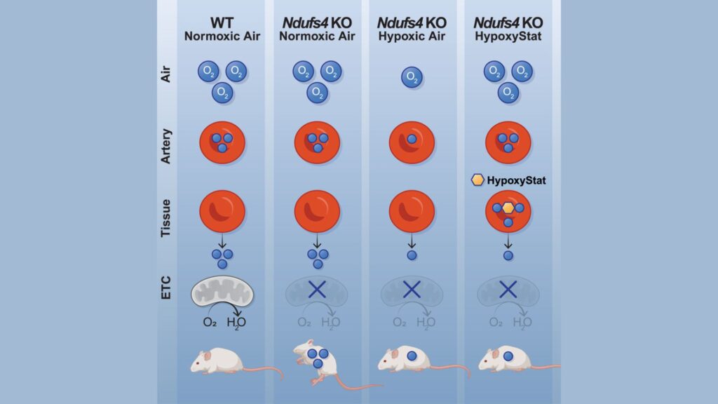Résumé graphique de l'étude sur l'Hypoxystat. // Source : HypoxyStat, une forme de thérapie par hypoxie à petites molécules qui augmente l'affinité oxygène-hémoglobine, Cell Journal Résumé graphique de l'étude sur l'Hypoxystat. // Source : HypoxyStat, une forme de thérapie par hypoxie à petites molécules qui augmente l'affinité oxygène-hémoglobine, Cell Journal