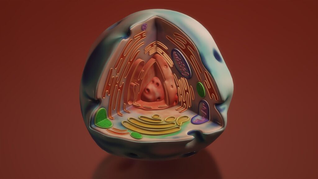 Modèle 3D d'une cellule avec son noyau au centre // Source : Pixabay Modèle 3D d'une cellule avec son noyau au centre // Source : Pixabay