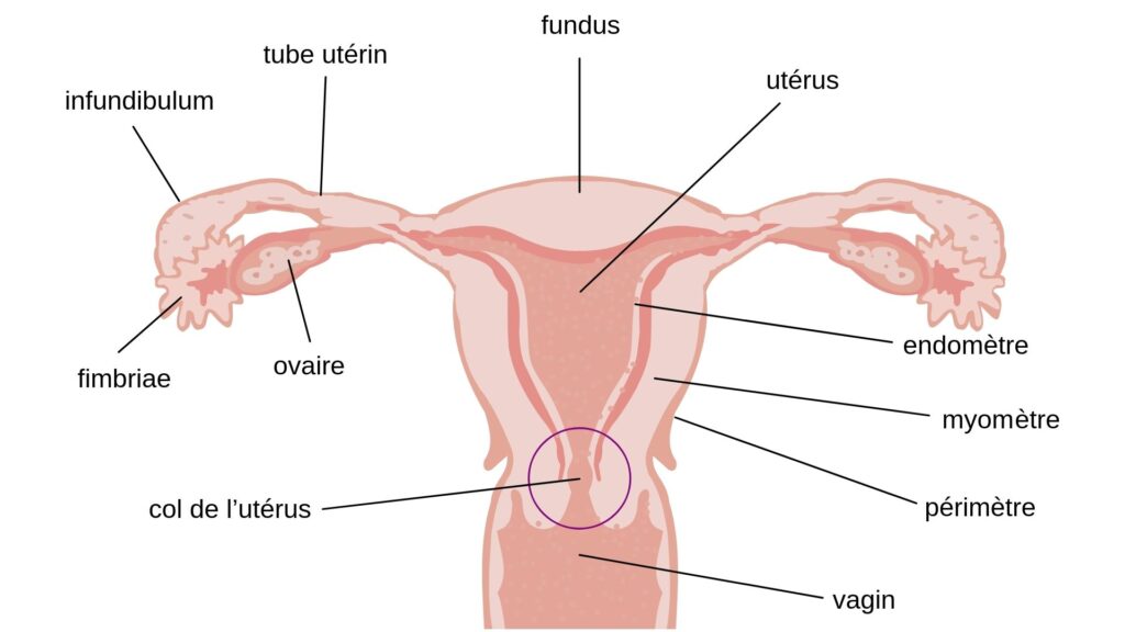 Système reproducteur féminin légendé // Source : Wikimédia Système reproducteur féminin légendé // Source : Wikimédia
