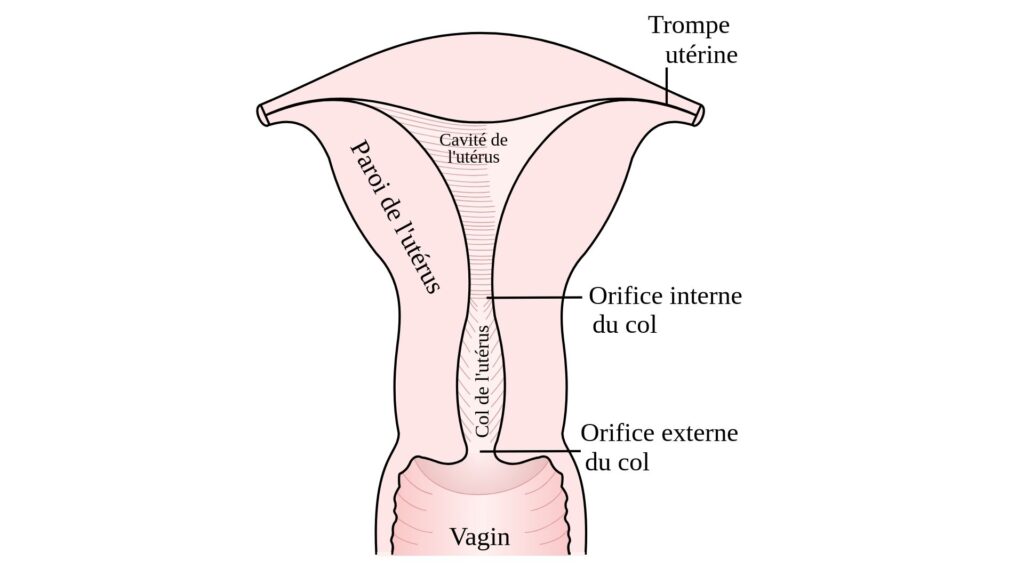 Schéma en coupe frontale de l'appareil reproducteur féminin // Source : Wikimédia Schéma en coupe frontale de l'appareil reproducteur féminin // Source : Wikimédia