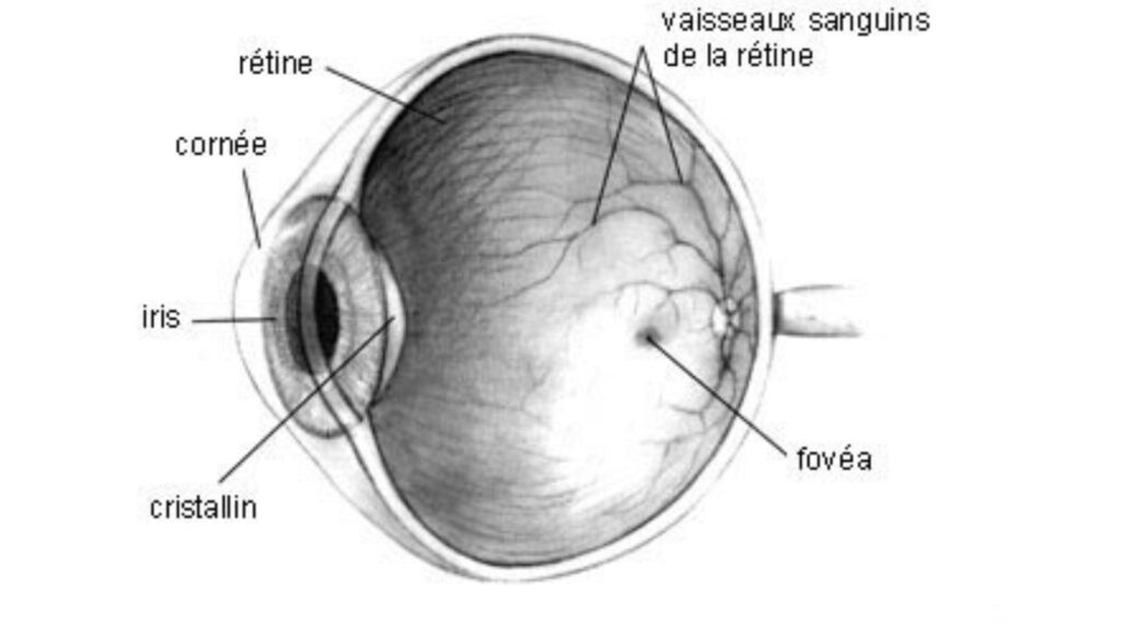 Coupe verticale de l'œil // Source : Wikipédia Coupe verticale de l'œil // Source : Wikipédia