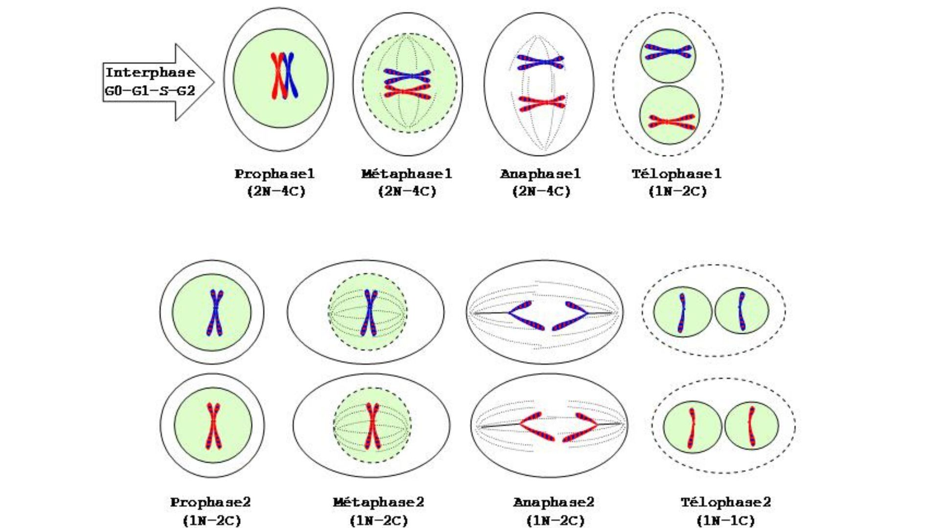 Méiose : Division cellulaire des cellules germinales qui formeront les gamètes.