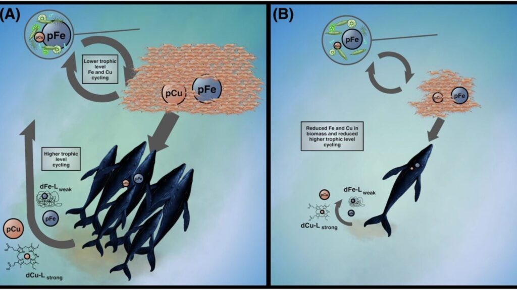 Une illustration des (A) interactions avant la chasse à la baleine et (B) post-chasse à la baleine entre les baleines, le krill semblable à des crevettes (rose) et les organismes photosynthétisants connus sous le nom de phytoplancton (en haut à gauche de chaque panneau) dans l'océan Austral.  // Source : Monreal et al. /Université de Washington