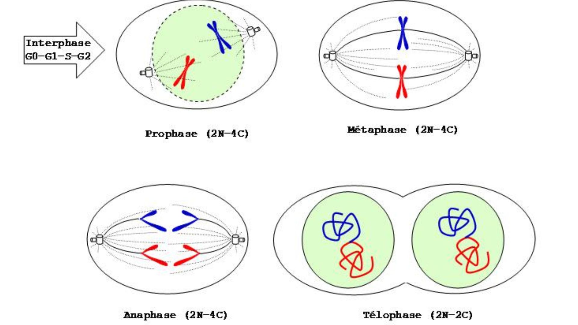 Mitose : division cellulaire d'une cellule somatique, c'est-à-dire la majorité des cellules du corps.
