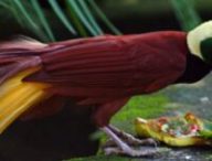 Paradisaea apoda -Bali Bird Park // Source : Andrea Lawardi -Wikimédia Paradisaea apoda -Bali Bird Park // Source : Andrea Lawardi -Wikimédia