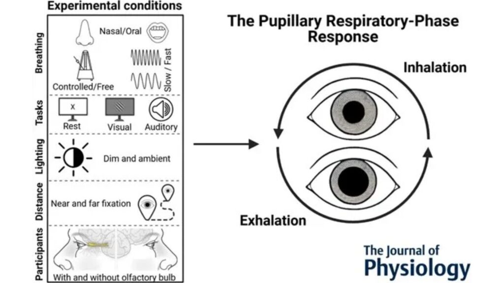 Présentation graphique des résultats de l'étude. // Source : Journal of Physiology -Les chercheurs Présentation graphique des résultats de l'étude. // Source : Journal of Physiology -Les chercheurs