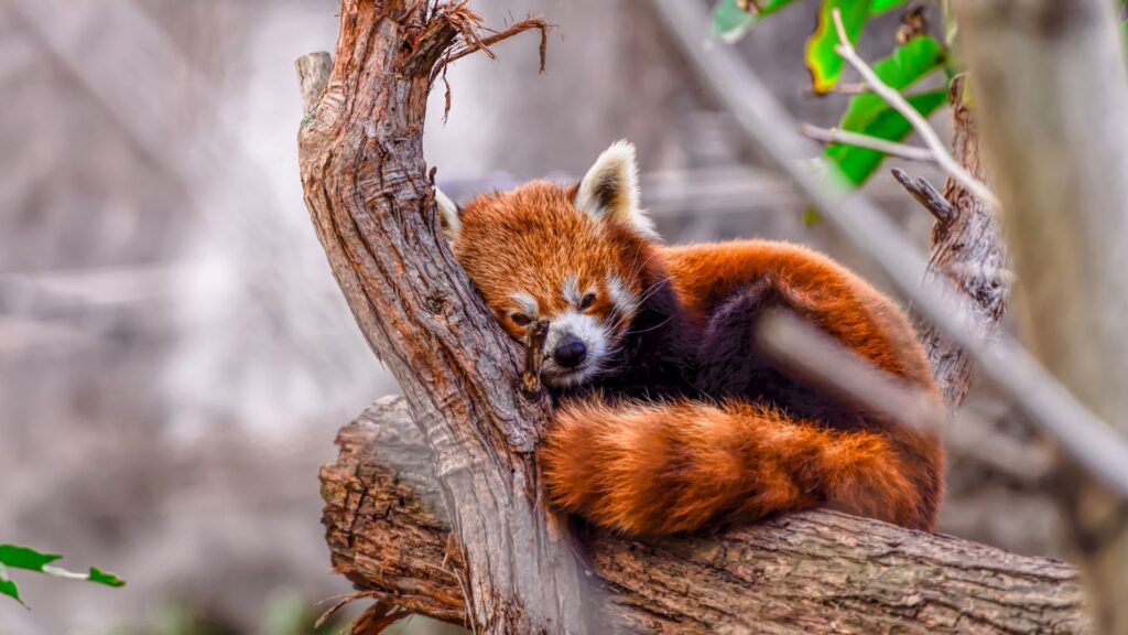 Firefox Firefox