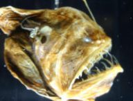 Melanocetus johnsonii, ou baudroie des abysses. // Source : Ryan Somma — Flickr / Wikimédias