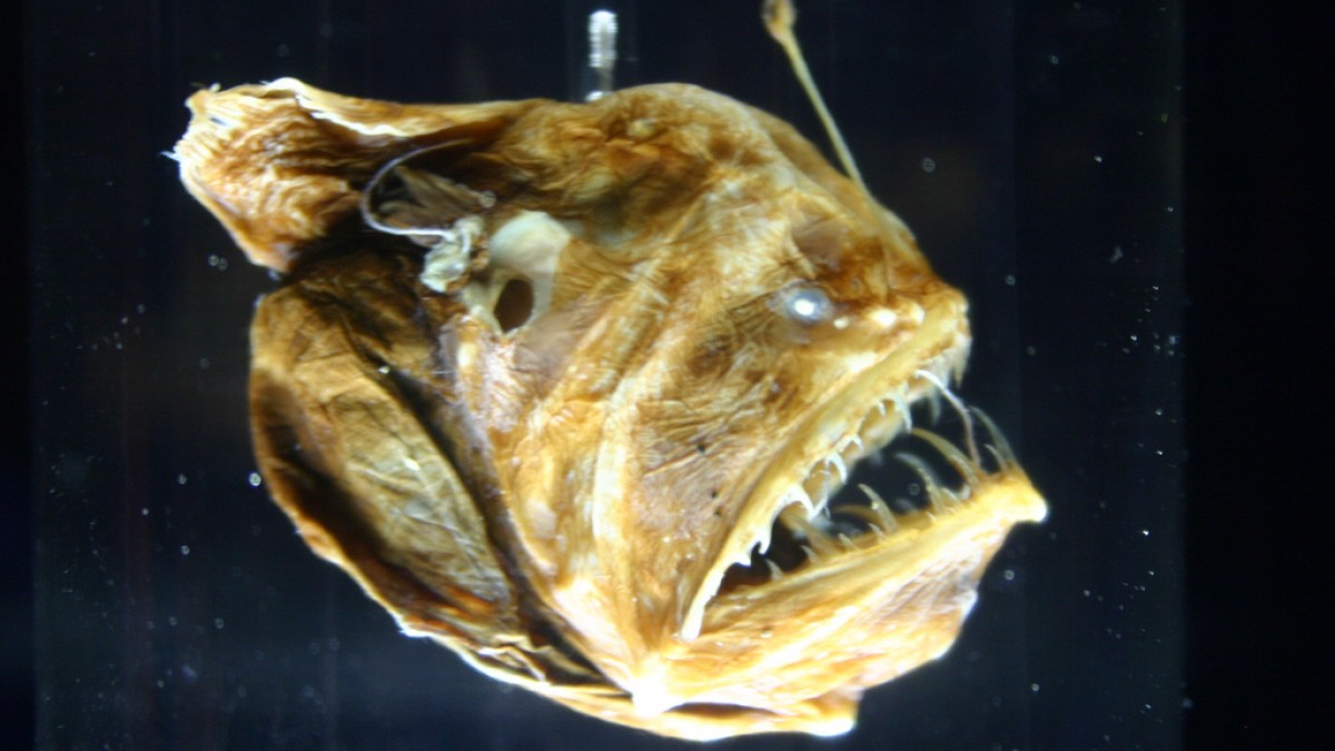 Melanocetus johnsonii, ou baudroie des abysses. // Source : Ryan Somma — Flickr / Wikimédias